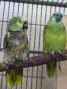 African Grey & Amazons - Photo 2