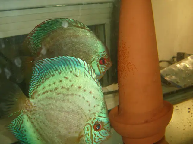 FOR SALE BEAUTIFUL LARGE BREEDING PAIR DISCUS $420
