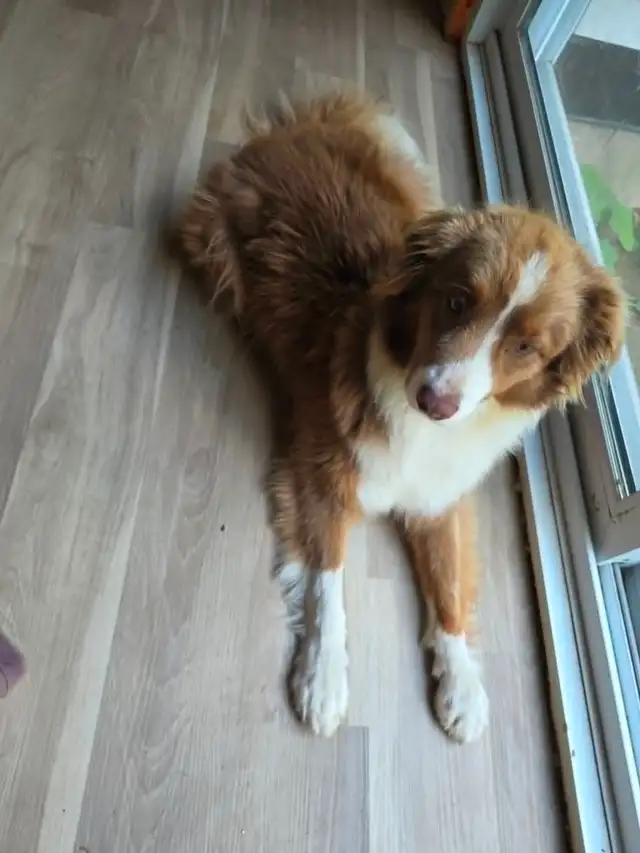 Chien à donner