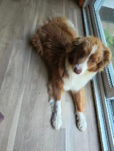 Chien à donner