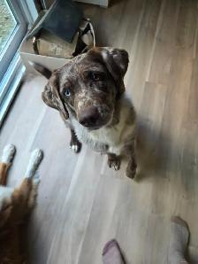 Chien à donner - Photo 2