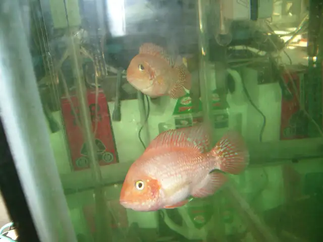 FOR SALE 2 RED TEXAS AND FEMALE KING KONG PARROT $120