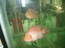 FOR SALE 2 RED TEXAS AND FEMALE KING KONG PARROT $120