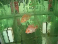 FOR SALE 2 RED TEXAS AND FEMALE KING KONG PARROT $120 - Photo 2