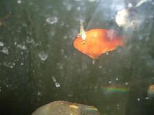 FOR SALE 2 RED TEXAS AND FEMALE KING KONG PARROT $120 - Photo 4