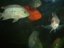 FOR SALE 2 RED TEXAS AND FEMALE KING KONG PARROT $120 - Photo 5