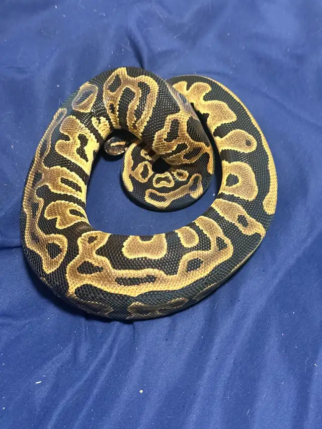 Male/Female Pair Leopard Apshalt yb and Leopard Asphalt