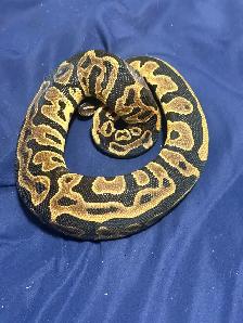 Male/Female Pair Leopard Apshalt yb and Leopard Asphalt