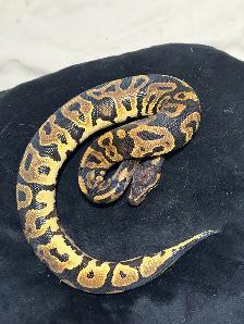 Male/Female Pair Leopard Apshalt yb and Leopard Asphalt - Photo 4