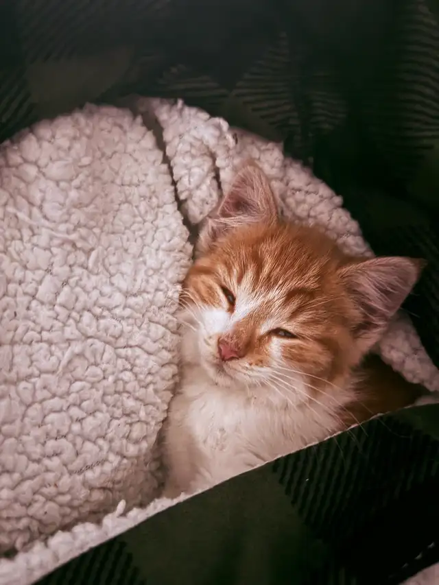 chaton a donner