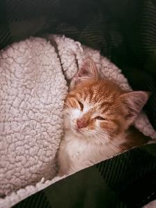 chaton a donner