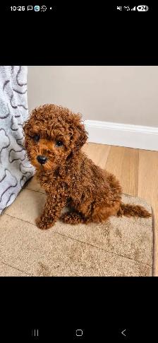 Red Toy Poodle