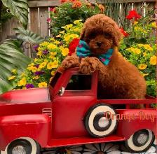 Red Toy Poodle - Photo 2