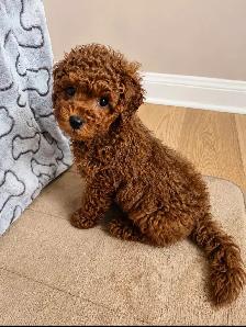 Red Toy Poodle - Photo 3