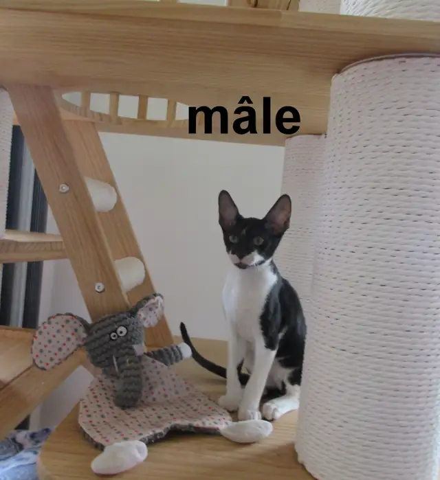 ❤️chaton rex cornish ❤️vermifugé, micropucé ❤️