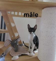 ❤️chaton rex cornish ❤️vermifugé, micropucé ❤️