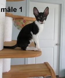 ❤️chaton rex cornish ❤️vermifugé, micropucé ❤️ - Photo 2