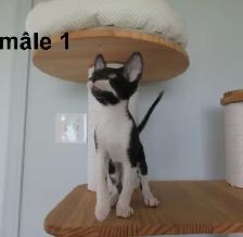 ❤️chaton rex cornish ❤️vermifugé, micropucé ❤️ - Photo 3