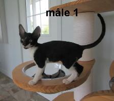 ❤️chaton rex cornish ❤️vermifugé, micropucé ❤️ - Photo 4