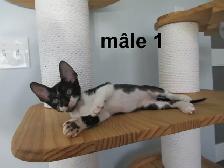❤️chaton rex cornish ❤️vermifugé, micropucé ❤️ - Photo 5