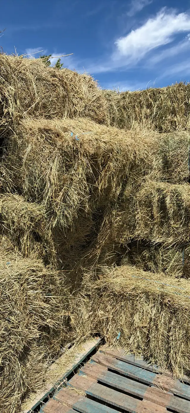 2026 small square bales