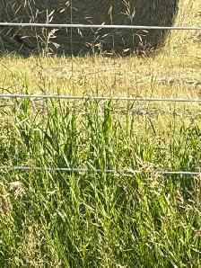 2026 small square bales - Photo 3