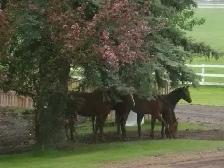 turn key farm operation close to bruderheim - Photo 5