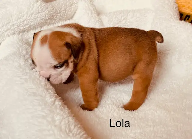 Registered English Bulldog puppies