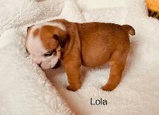 Registered English Bulldog puppies