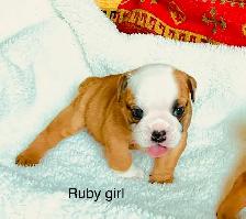 Registered English Bulldog puppies - Photo 2