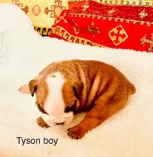 Registered English Bulldog puppies - Photo 3