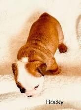 Registered English Bulldog puppies - Photo 4
