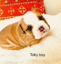 Registered English Bulldog puppies - Photo 5