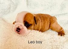 Registered English Bulldog puppies - Photo 6