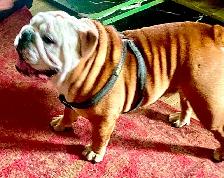 Registered English Bulldog puppies - Photo 8