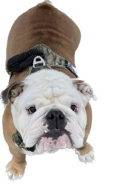 Registered English Bulldog puppies - Photo 9