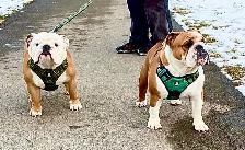 Registered English Bulldog puppies - Photo 10