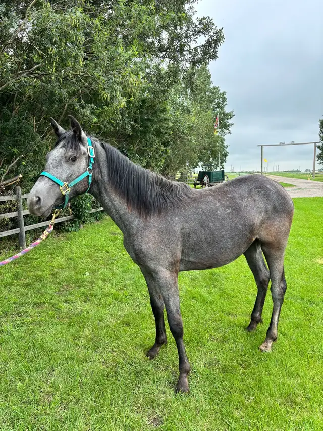 Blue roan project mare