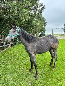 Blue roan project mare
