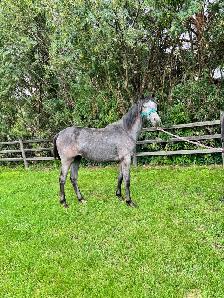 Blue roan project mare - Photo 2