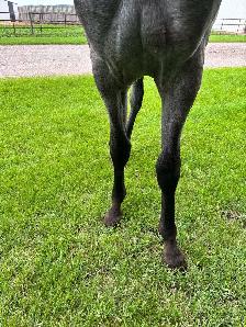 Blue roan project mare - Photo 3