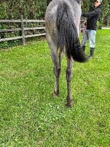 Blue roan project mare - Photo 4
