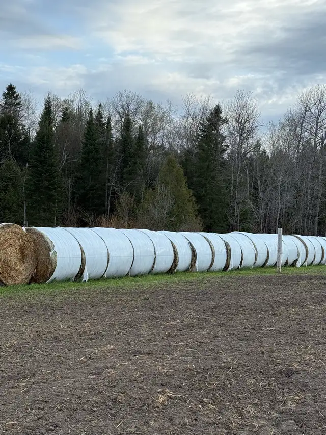 Oat straw
