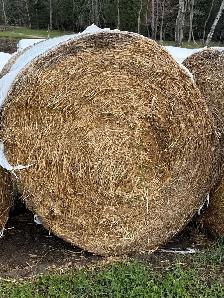 Oat straw - Photo 2