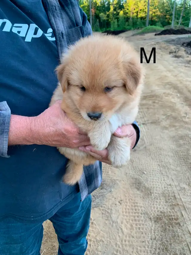 Beaux petits chiots