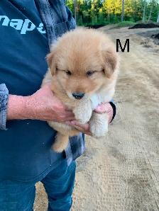 Beaux petits chiots