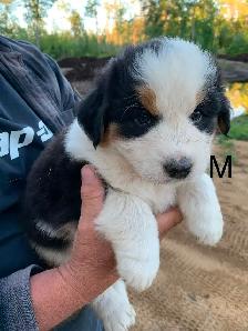 Beaux petits chiots - Photo 2