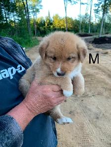 Beaux petits chiots - Photo 3