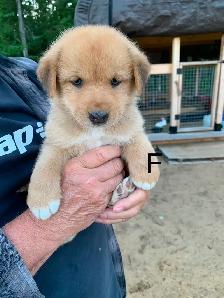 Beaux petits chiots - Photo 4