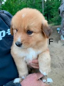 Beaux petits chiots - Photo 5